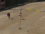 Golden Rabbit European Sandtrack-Derby Th. Ernst (146)